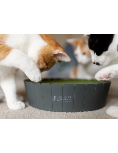 PLAY  Feline Frenzy - Peek-a-Boo Mouse Chase