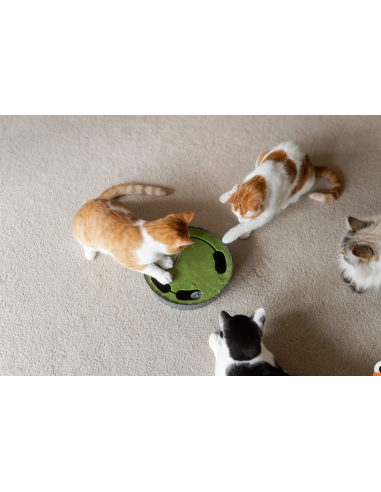PLAY  Feline Frenzy - Peek-a-Boo Mouse Chase