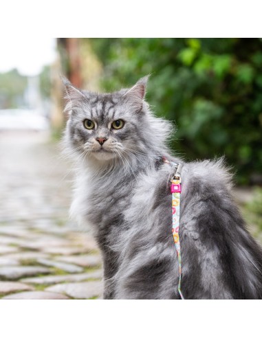 Cat Harness/Leash Set - Donuts/1 Size