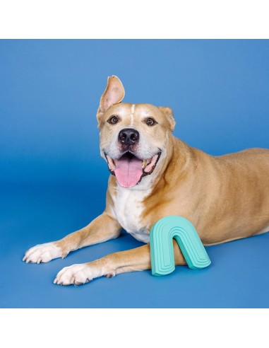 Color Me Happy Turquoise Rubber Dog Toy - pack of 4