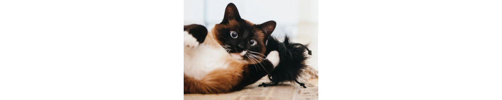 Chat
