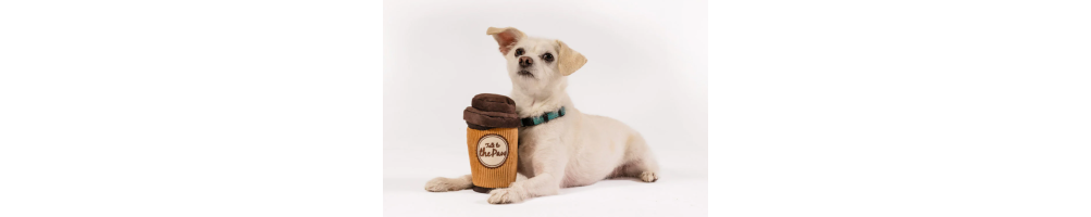 Small dog