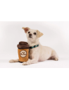 Kleine hond